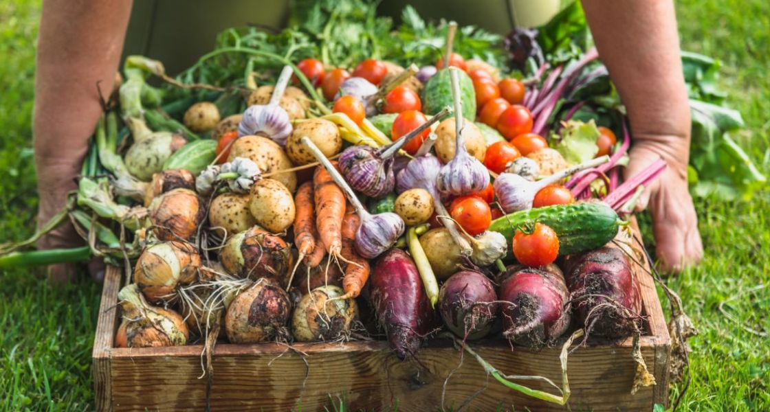 frisch geerntetes Gemüse im Garten