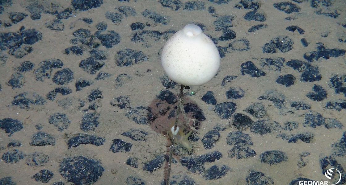 ein weißer Ballon auf einem Stengel inmitten von schwarzen Steinen von Sand umgeben