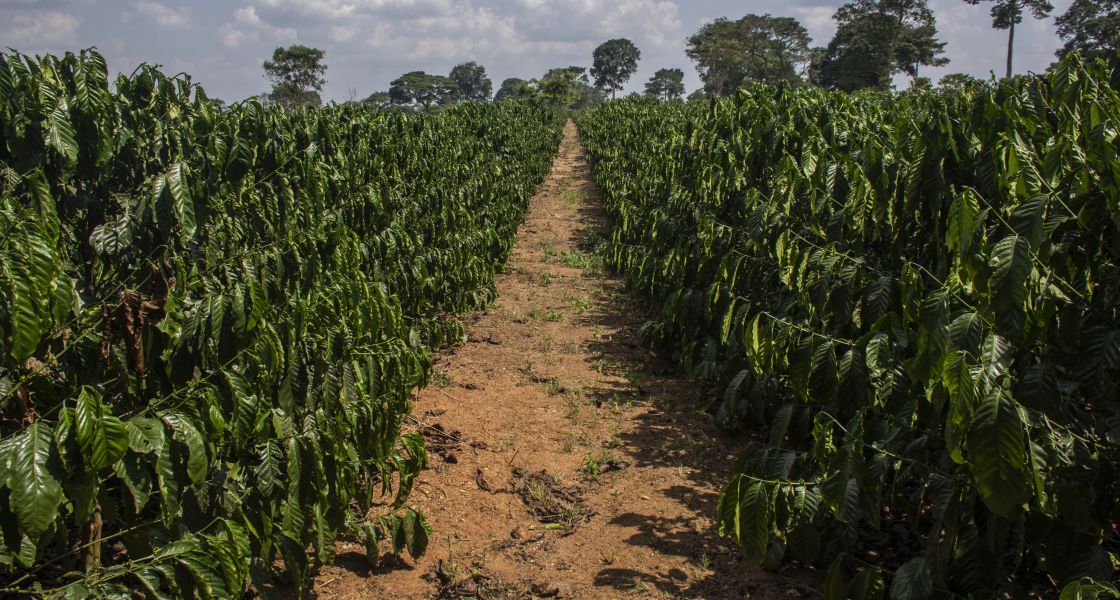 ein Weg durch eine große Kaffeeplantage in Afrika