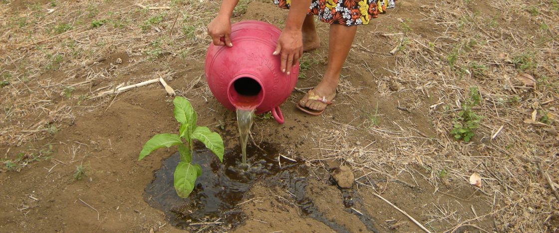 EIn grünes Pflänzchen wird gegossen mit einem rotem Wasserkrug.