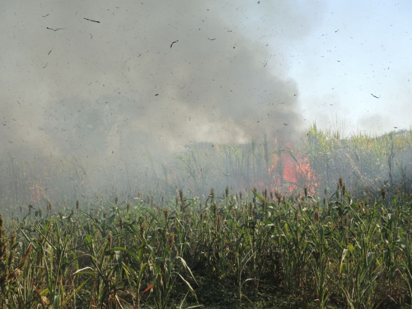 Ein Feuer und sehr viel Qualm über einem Zuckerrohrfeld