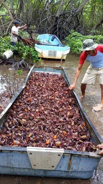 Einsammlung der Krebse um sie in ihren natürlichen Lebensraum zurückzubringen, Ahuachapan, El Salvador 2024  