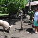Frau mit Schwein