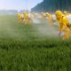 Menschen mit gelber Schutzkleidung spritzen etwas auf ein grünes Feld