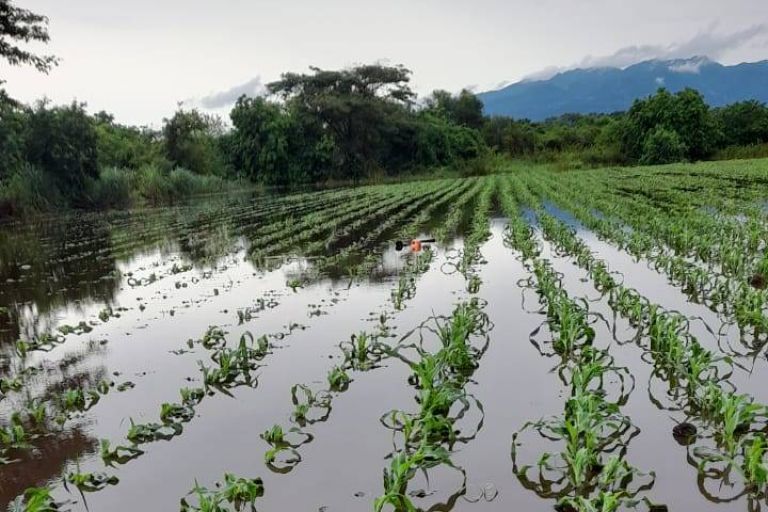 kleine Maispflanzen stehen im Wasser